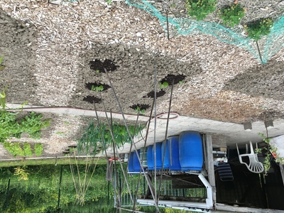 Moestuin 4